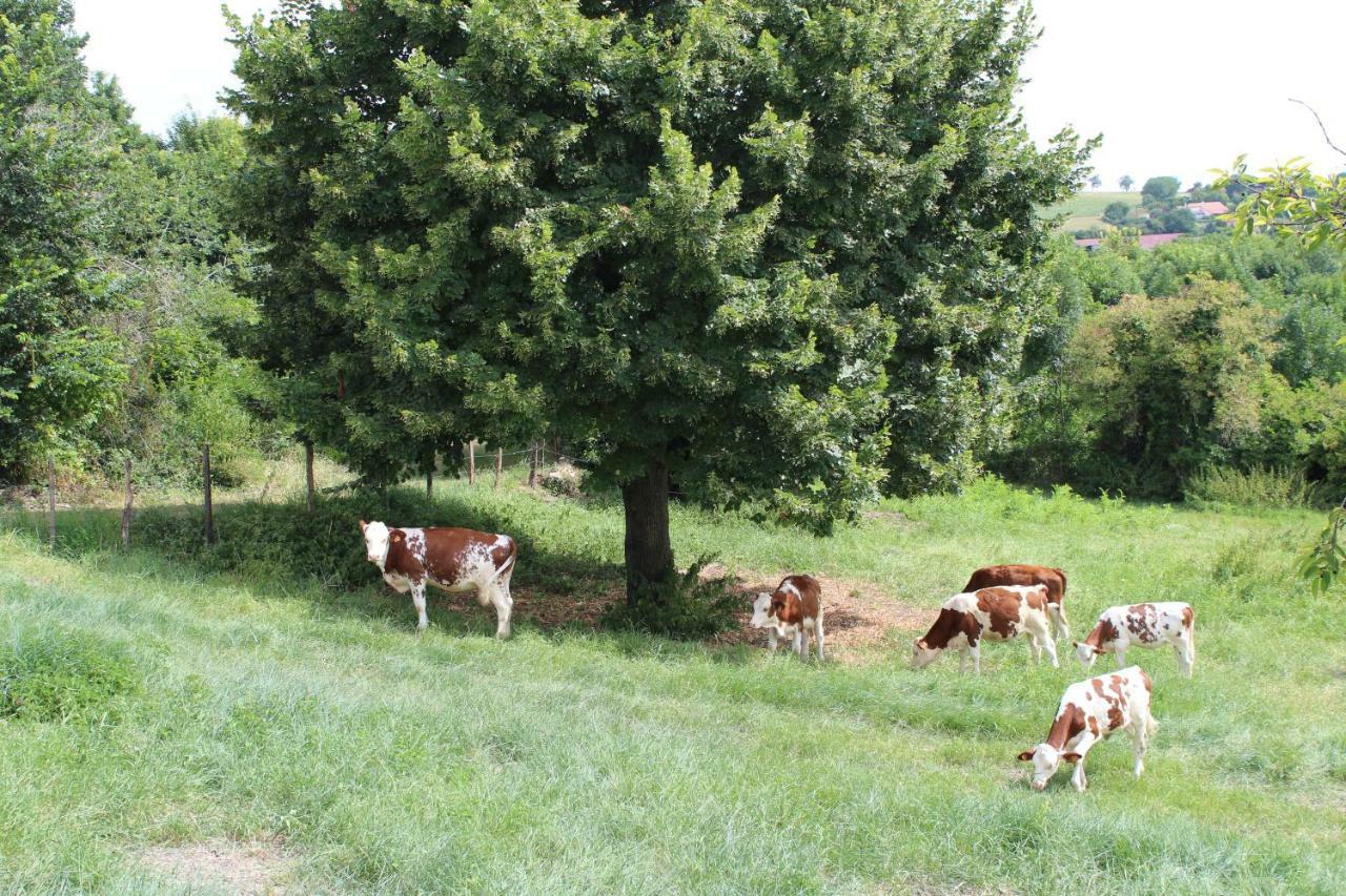 "Les Monnats" Gite 8 Personnes A La Campagne Chaptuzat Exterior photo